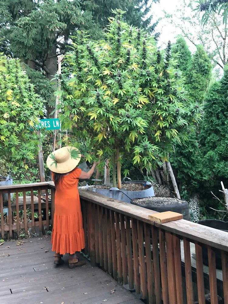 Woman harvesting Cannabis