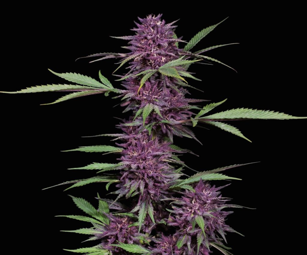 Premium Seeds. Authentic Genetics. Unmatched Expertise.