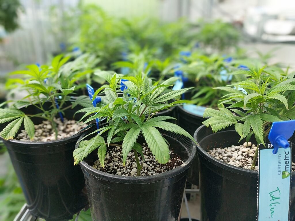 Young Cannabis Plants