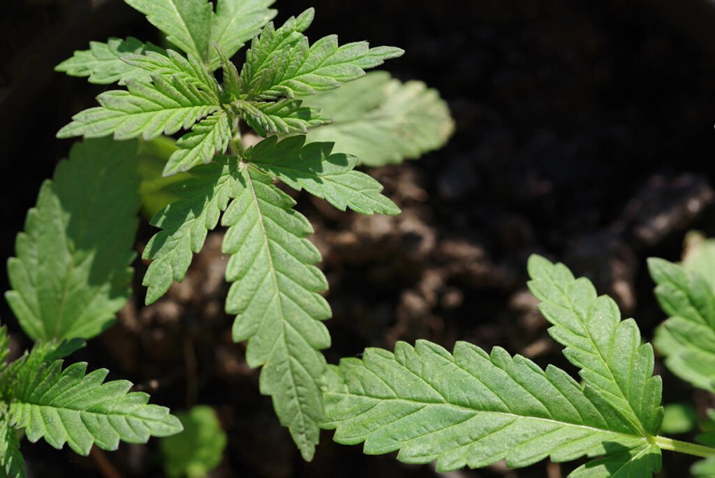 Young Marjuana plant