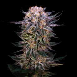 Sirius Black (reversed) x BS45 (female)