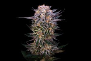 Sirius Black (reversed) x BS45 (female)