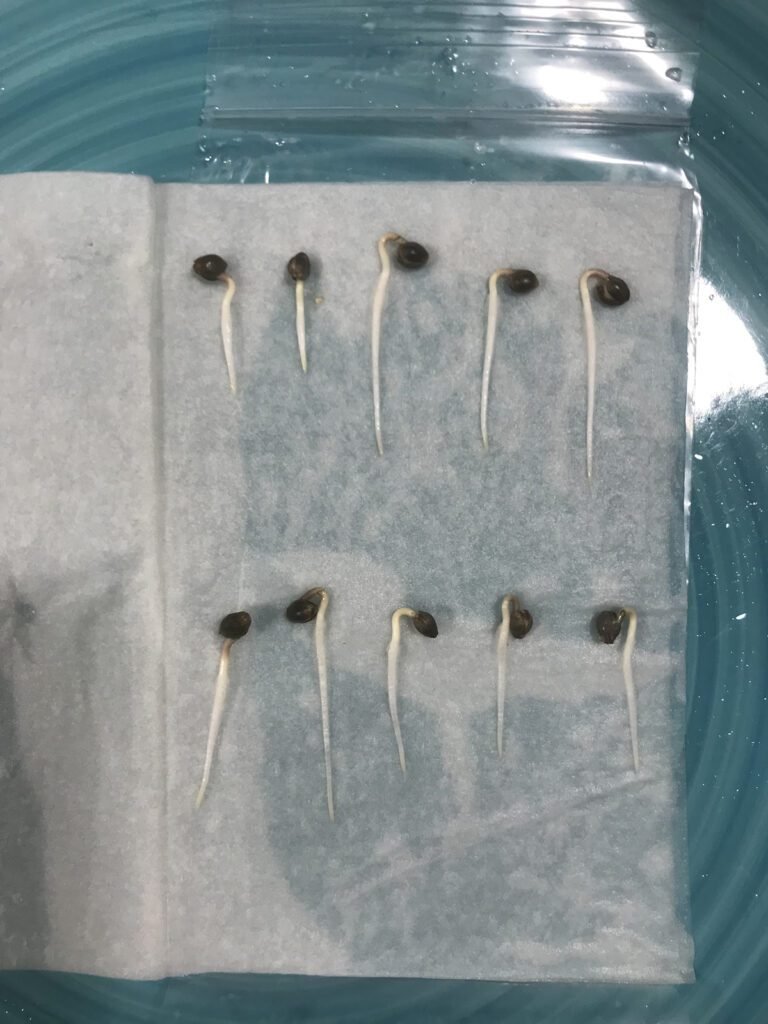 GERMINATION COMPLETE